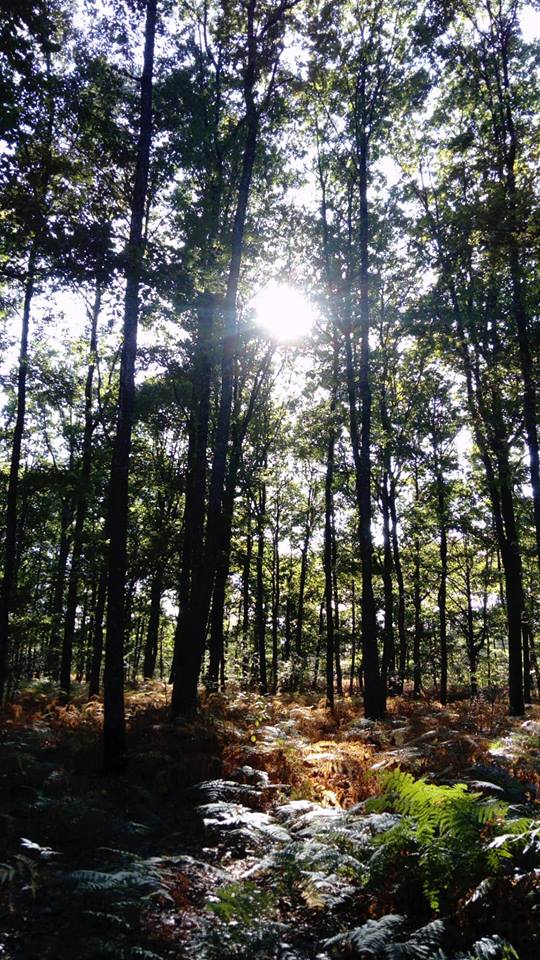 Forêt Mixte : Penser, c'est chercher des clairières dans une forêt